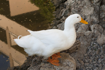 White duck bird stand next to a pond or lake photo