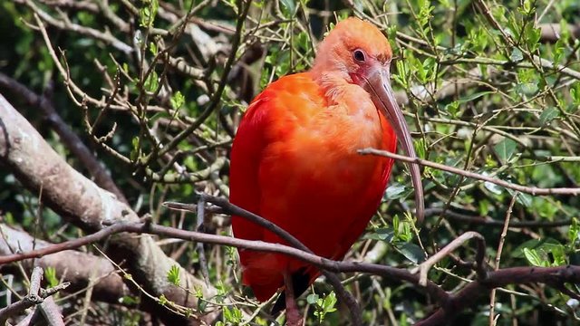 Scarlet Ibis (Eudocimus Ruber) Bird Perched on a Tree Branch