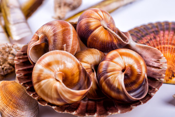 sea shells background on a white background