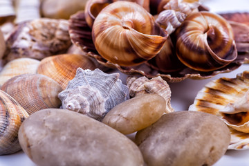 sea shells background on a white background