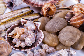 sea shells background on a white background