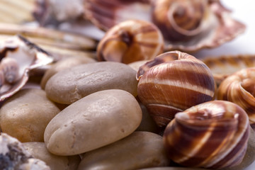 sea shells background on a white background