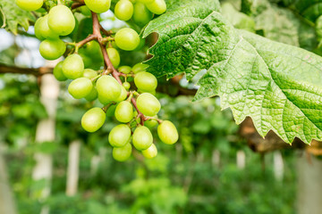 grapes with green leaves on the vine