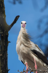 curious stork