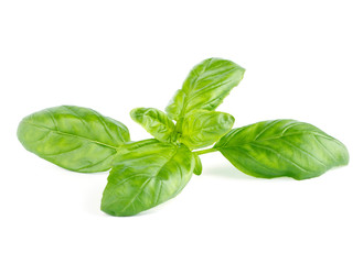 Fresh green leaf basil Isolated on white background
