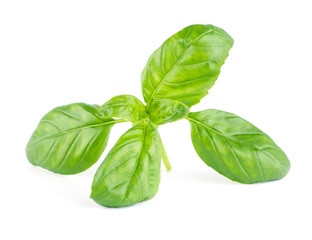 Fresh green leaf basil Isolated on white background

