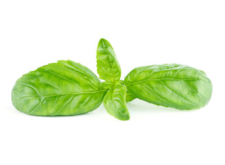 Fresh green leaf basil Isolated on white background
