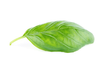 Fresh green leaf basil Isolated on white background