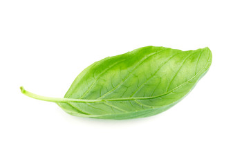 Fresh green leaf basil Isolated on white background