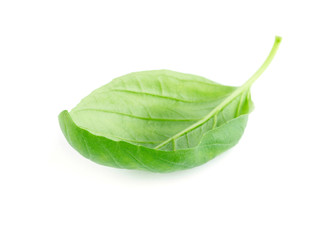 Fresh green leaf basil Isolated on white background