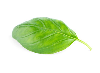 Fresh green leaf basil Isolated on white background