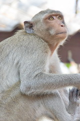 可愛いサル