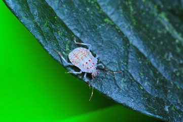 Stink bug, a kind of insect