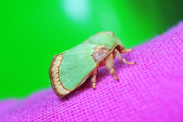 Moth insects
