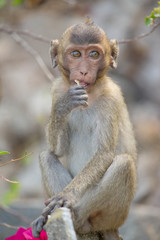 可愛いサル
