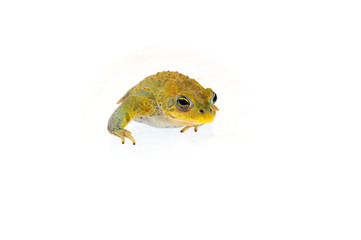 Toad on a white background
