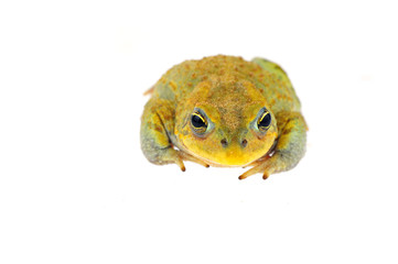 Toad on a white background