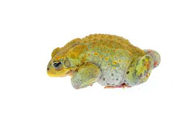 Toad on a white background