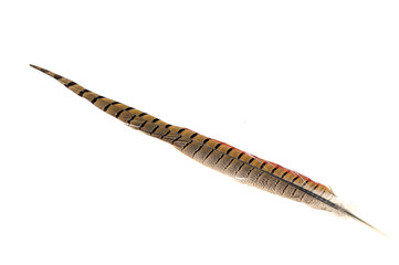 Texture pheasant feather