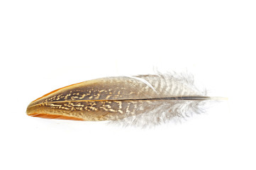 Texture pheasant feather