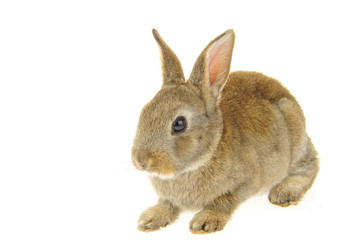 grey rabbit on a white background