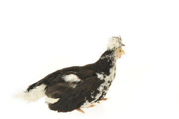 Chicken, chicken wing on a white background