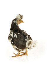 Chicken, chicken wing on a white background