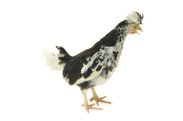 Chicken, chicken wing on a white background