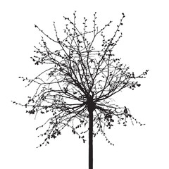 Dead Tree without Leaves. Vector Illustration.
