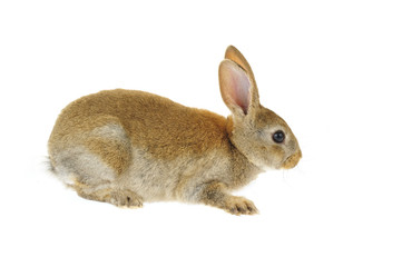 Obraz premium The rabbit in a white background