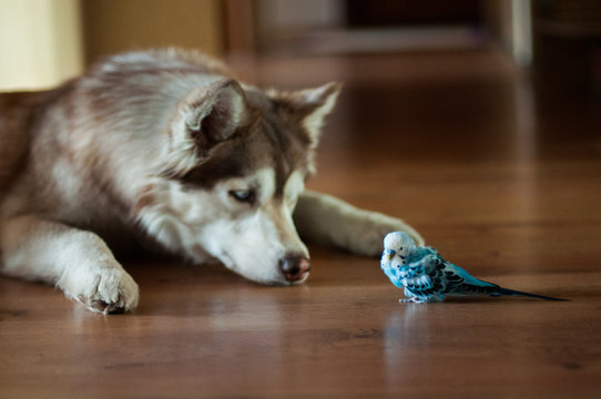 Fototapeta Siberian husky meets a brave budgerigar