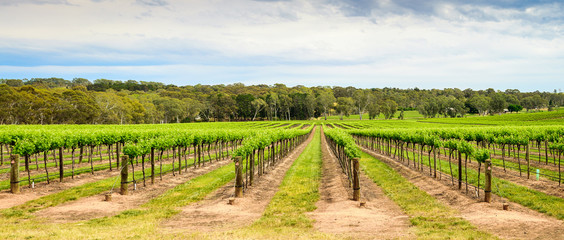 Barossa Valley winery