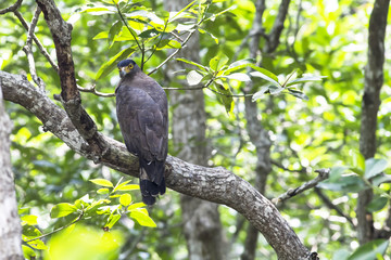 Arrogant Crested Serpent-Eagle perch on low branch 