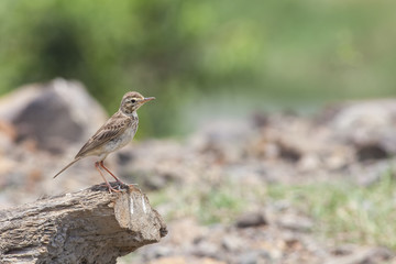 Fototapeta premium Small and cute Paddyfield pipit on high perch