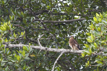 A Juvenile Brahminy Kite perch on tree branch