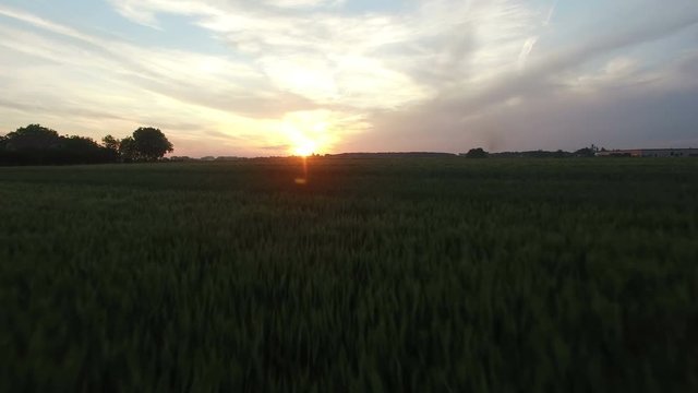 Low flight over the wheat field, camera facing forward at beautiful sunset. Near Sombor, Serbia.