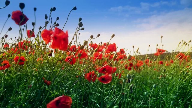 field of blooming and dancing in the wind poppies, Poppy field ProRes 4.2.2. 10bit 