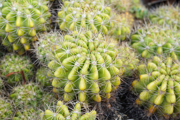 Group of cactus