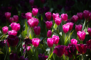 Obraz premium Pink tulips