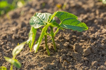 Young bean growing in garden