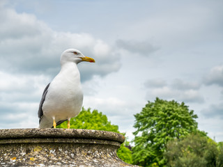 Seagull outdoor with cloudy sky