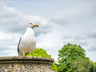 Seagull outdoor with cloudy sky