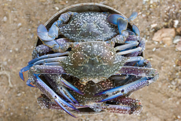 Crab put on the scales for buy