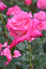Pink Rose
