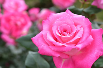 Pink Rose
