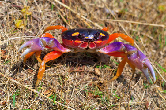 Cute red crab in the dry grass. Costa Rica