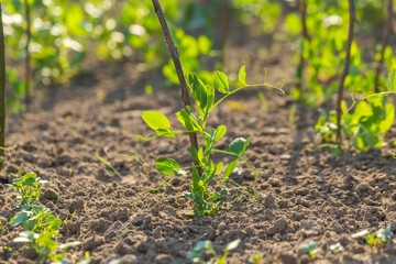 Young pea growing in garden
