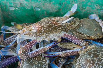 crabs in a green basket