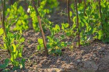 Young pea growing in garden