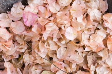 falling pink blossoms on ground